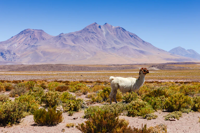 A llama (or similar) wanders through desert
