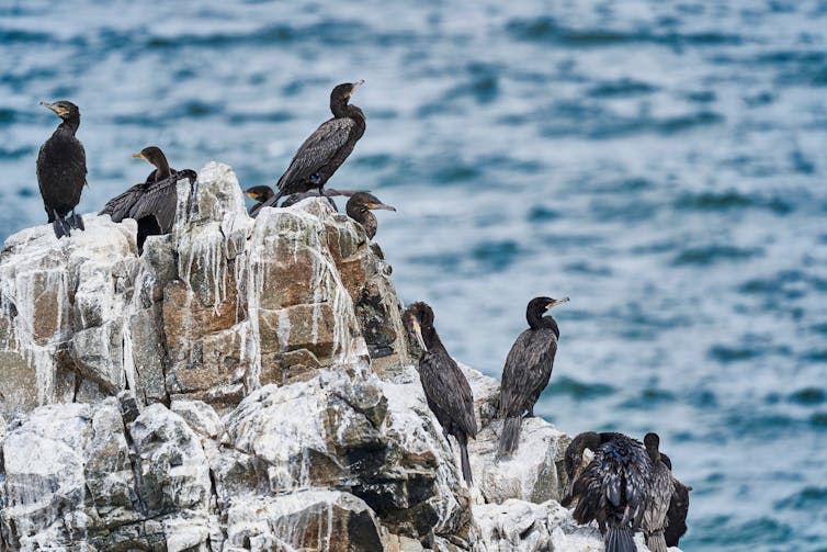 Birds sat on rocks covered in white substance.