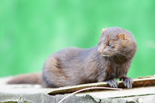 Covid-19: ¿Qué pasa si el coronavirus infecta a animales salvajes? 13 file 20210123 13 ub9vcb.jpg?ixlib=rb 1.1