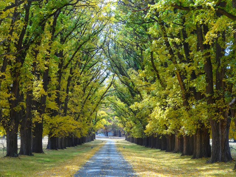 A street lined by tall elms