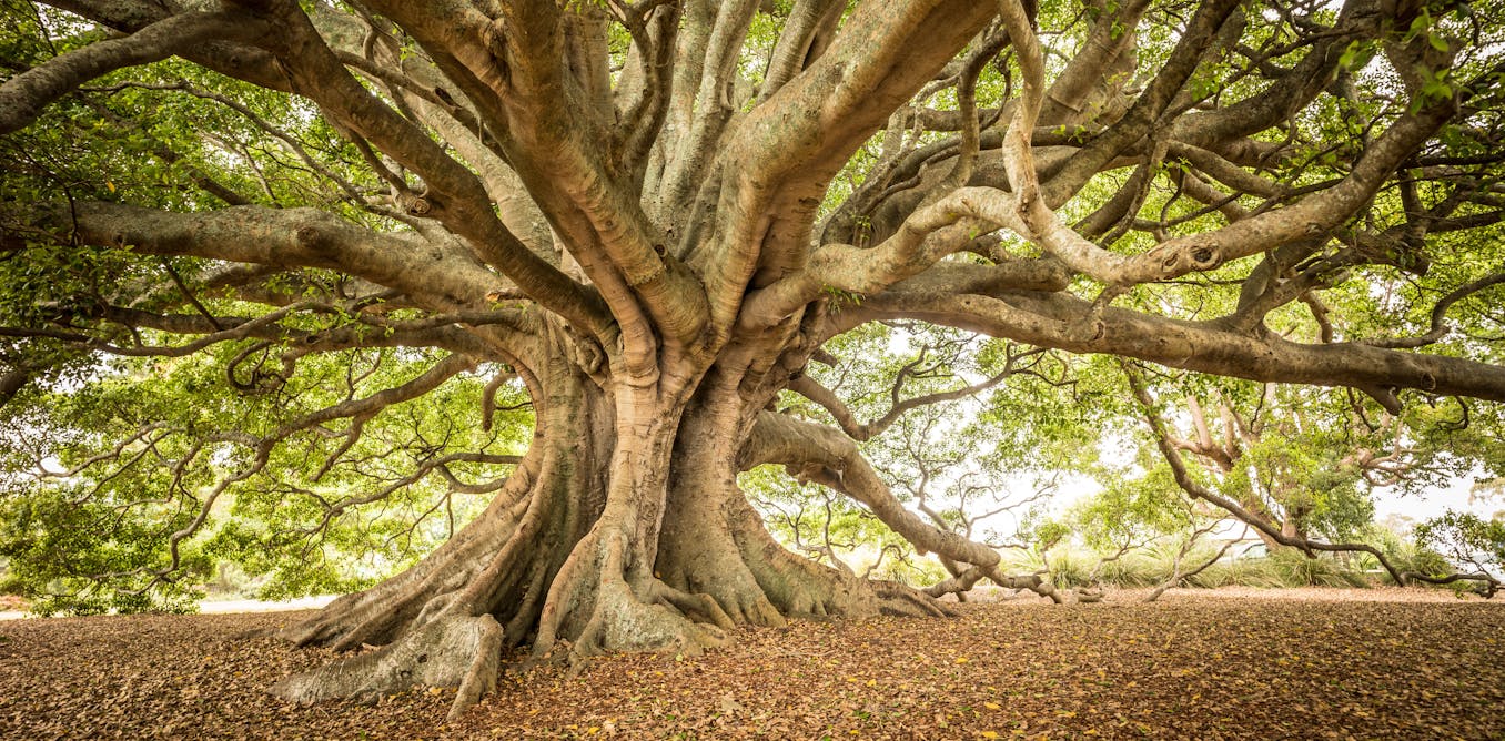 An unexpected consequence of climate change: heatwaves kill plant pests and save our favourite giant trees - The Conversation AU