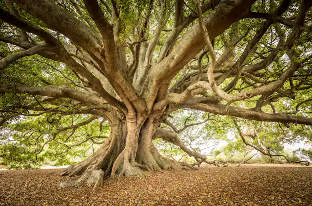 A giant old Moreton Bay fig
