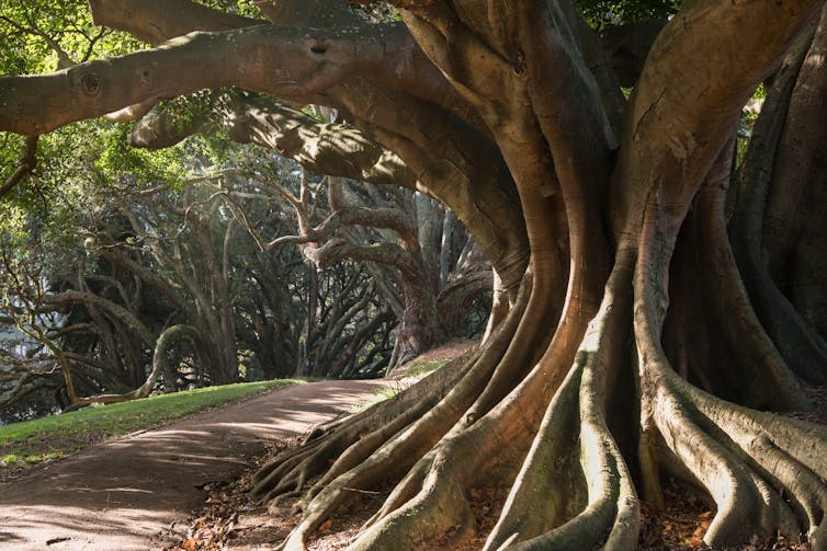 An enromous Moreton Bay fig trunk in a park