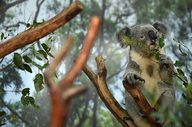 A koala eats leaves in a tree.