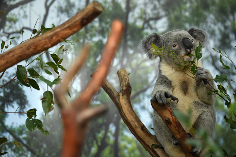 A koala eats leaves in a tree.