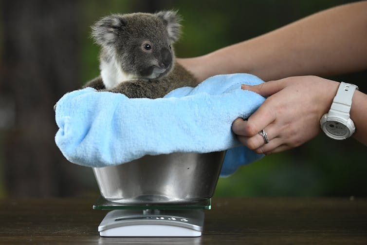 A koala sits in a bucket.