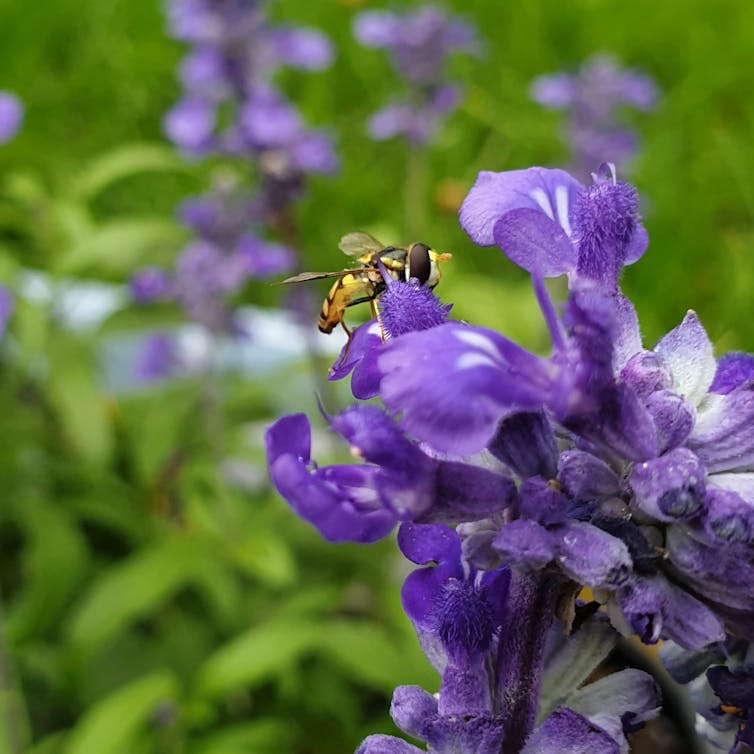 A hoverfly