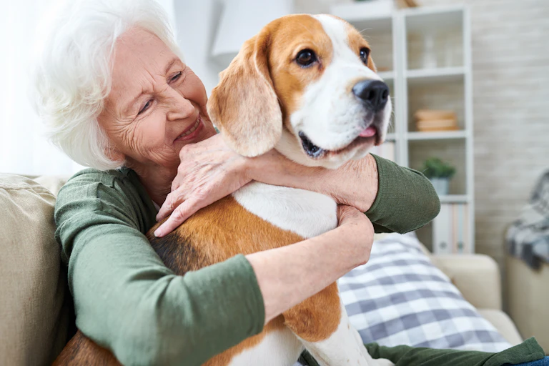 Elderly woman hugging her beagle dog.