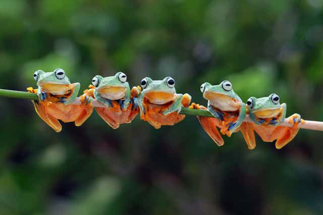 Five green and orange tree frogs holding onto a branch.