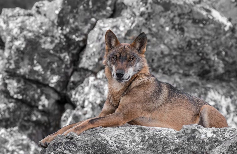 Los conflictos entre humanos lastran la protección del lobo 19 file 20210125 21 cr2m16.jpg?ixlib=rb 1.1