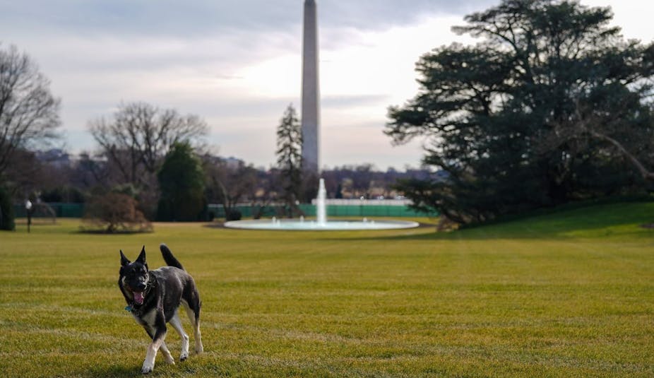A German Shepard runs on grass with the Washington Monument in the background.