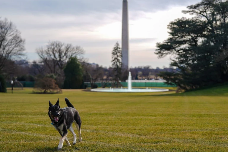 A German Shepard runs on grass with the Washington Monument in the background.