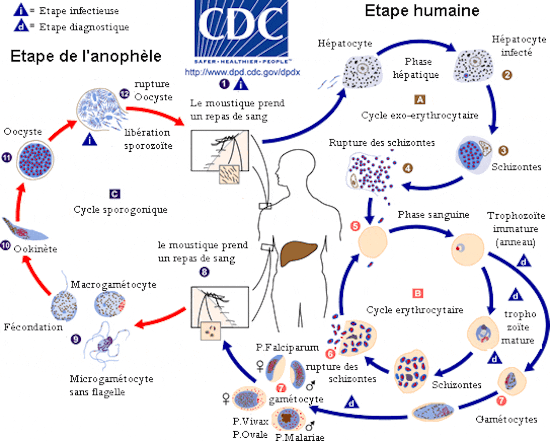 Как происходит заражение человека малярийным плазмодием. Жизненный цикл малярии схема. Цикл развития малярии схема. Стадии жизненного цикла малярийного плазмодия. Цикл развития малярийного плазмодия схема.