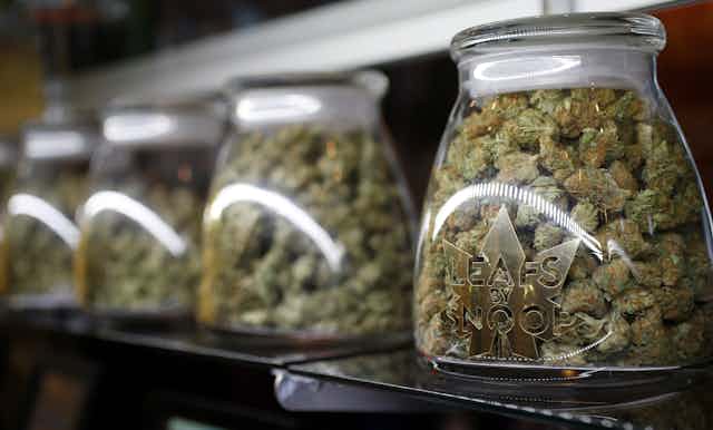 A line of jars containing marijuana buds.