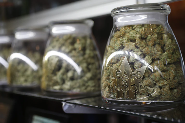 A line of jars containing marijuana buds.