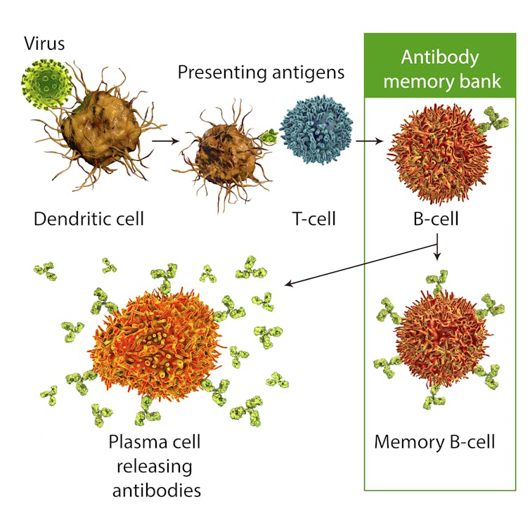 Why it takes 2 shots to make mRNA vaccines do their antibody-creating best – and what the data shows on delaying the booster dose