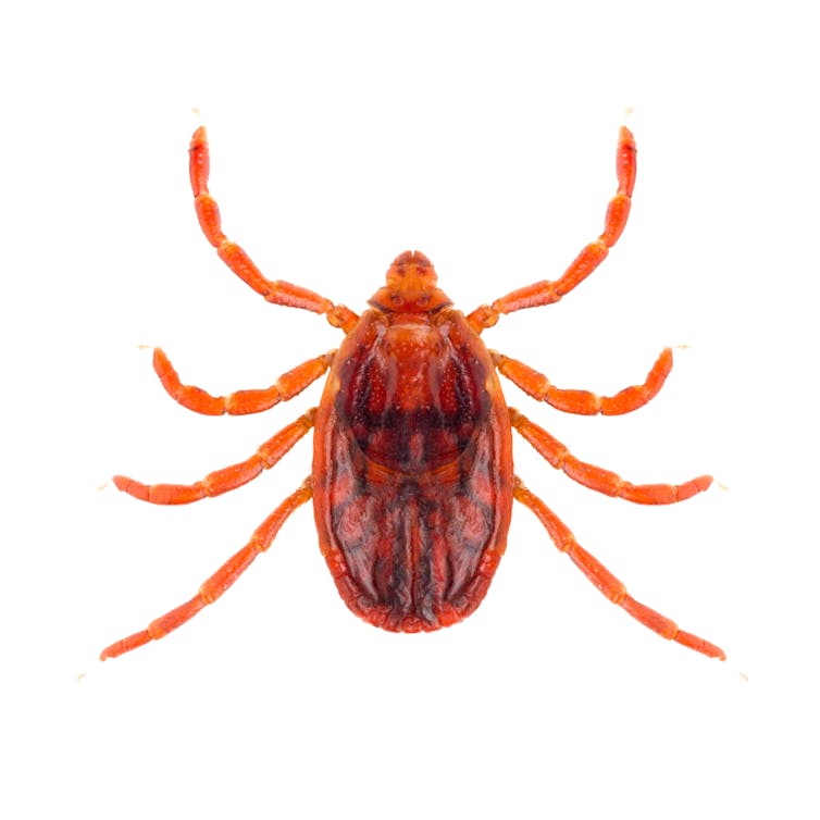 Eight-limbed brown tick on a white background
