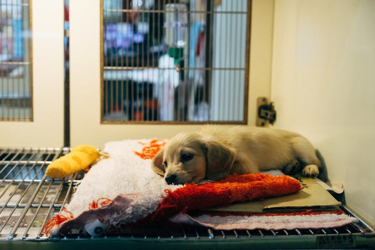 Puppy lies on blankets and cardboard