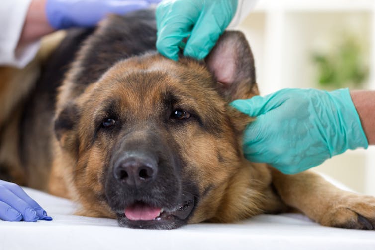 Protect your dog from this new deadly disease outbreak. We still don't know how it got here