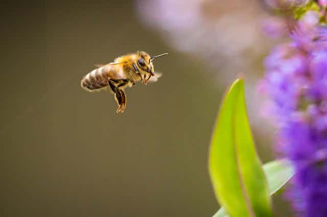 Honey bee approaches flower