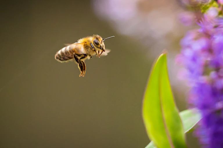 Honey bee approaches flower
