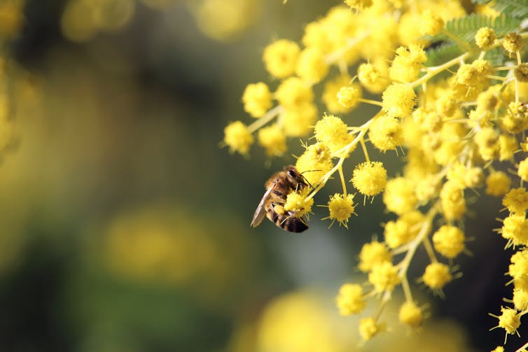 Bee approaching wattle flower