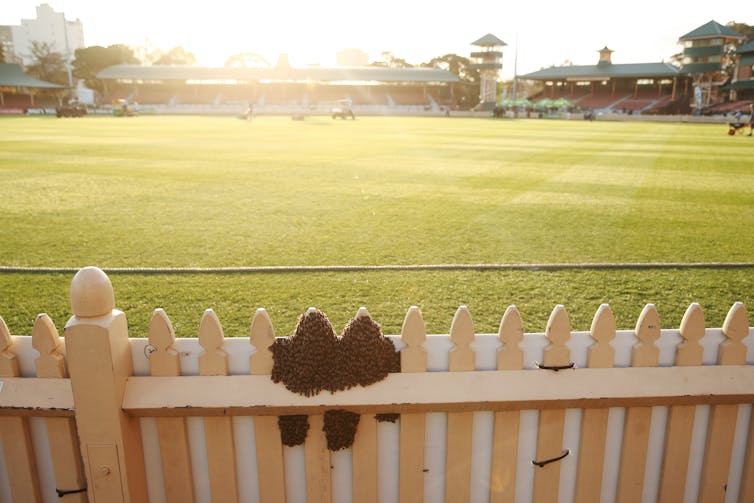 Bee swarm on a fence during a 2018 cricket match
