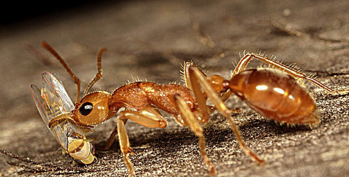 Australian Endangered Species Dinosaur Ant