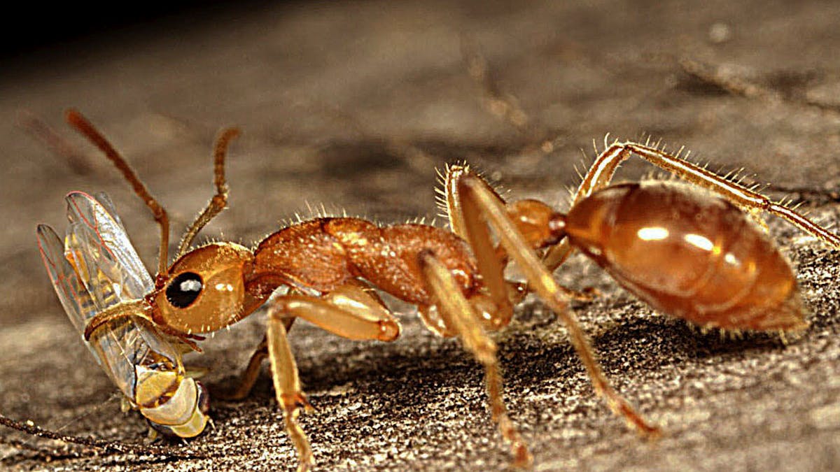 Australian endangered species: Dinosaur Ant