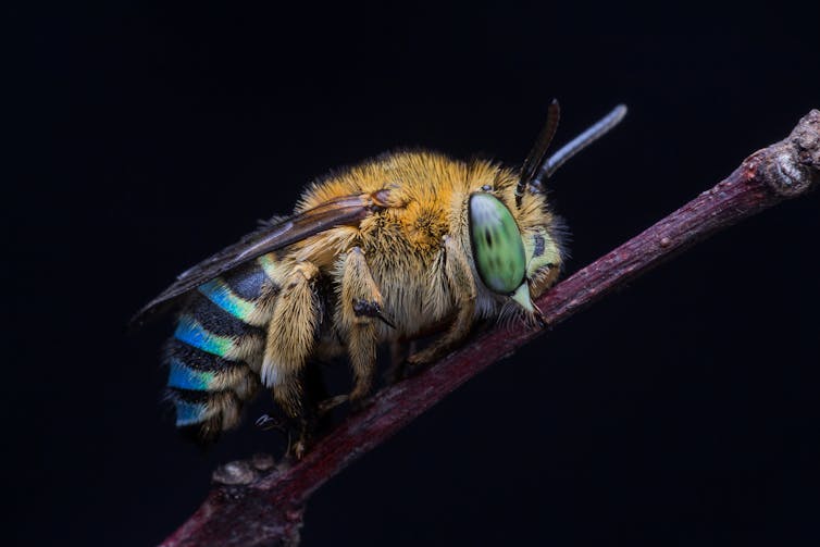 Blue banded bee