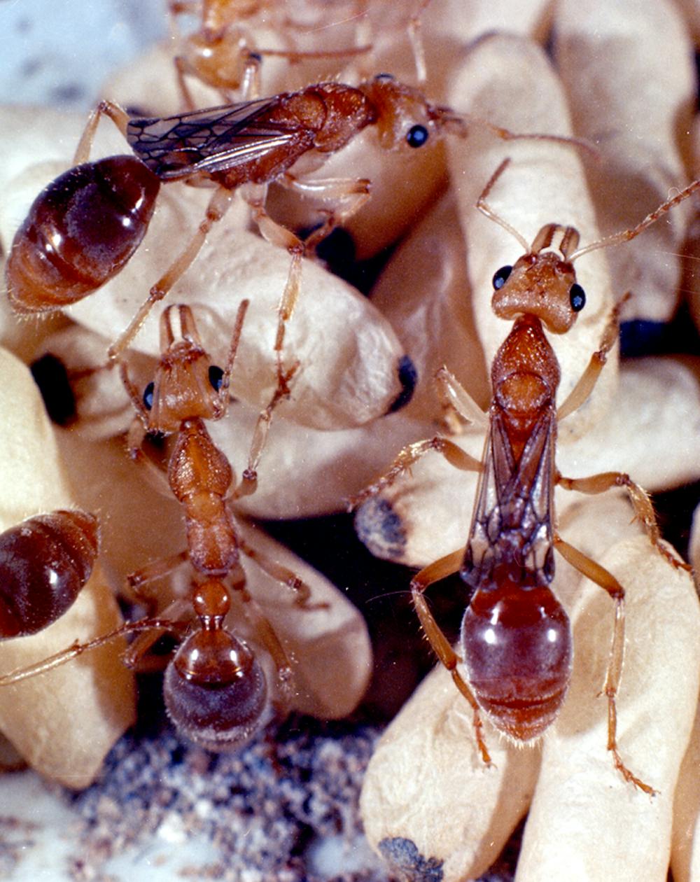 Australian Endangered Species Dinosaur Ant