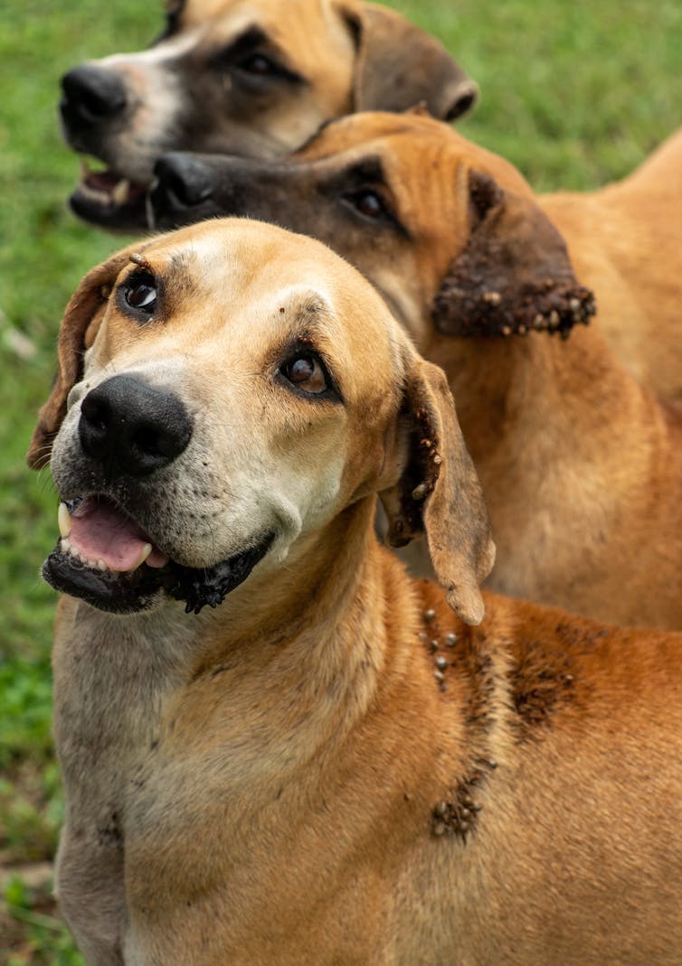 Dogs with ticks on their ears.