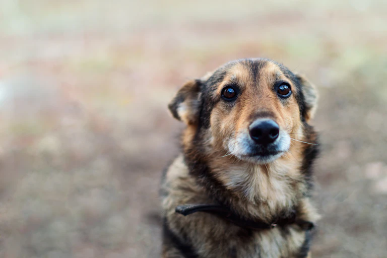 Sad-looking brown dog with ears back stares into the camera