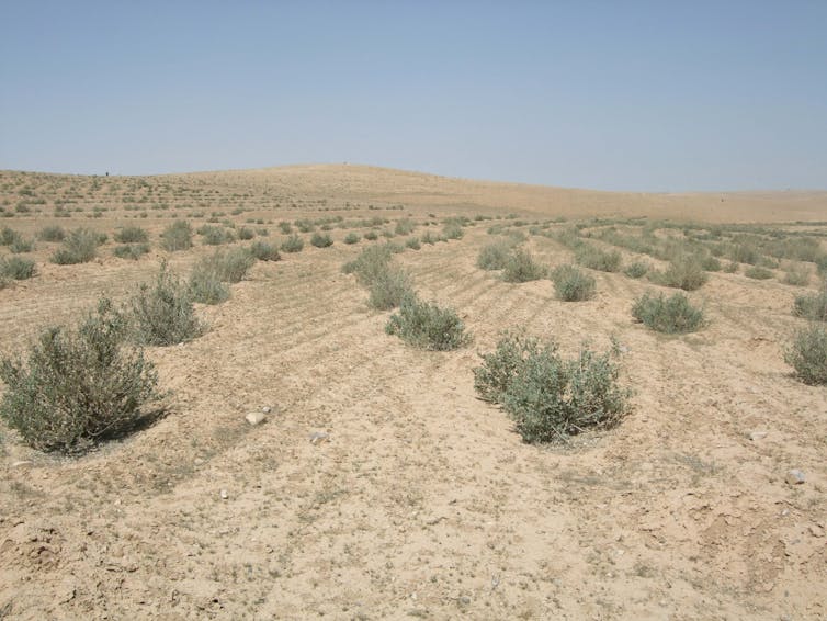 Hillside covered in bare dry soil interspersed with small bushes.