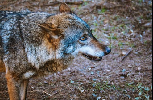 Los conflictos entre humanos lastran la protección del lobo 15 file 20210127 19 chzopc.jpg?ixlib=rb 1.1