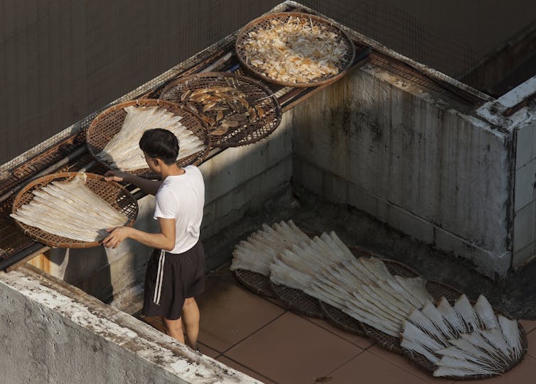 A worker attends a bowl of shark fins drying on a rooftop, surrounding by other shark products.