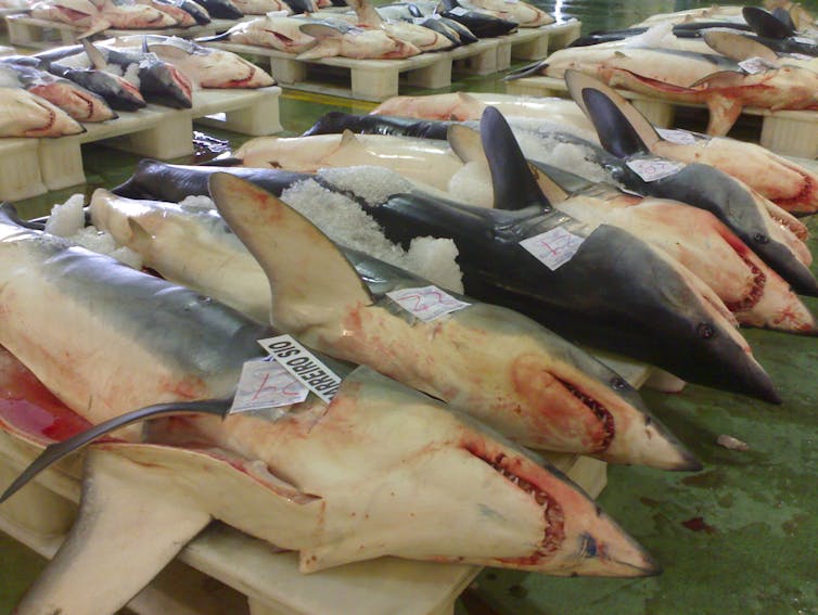 A slab with several dead sharks lying on it.