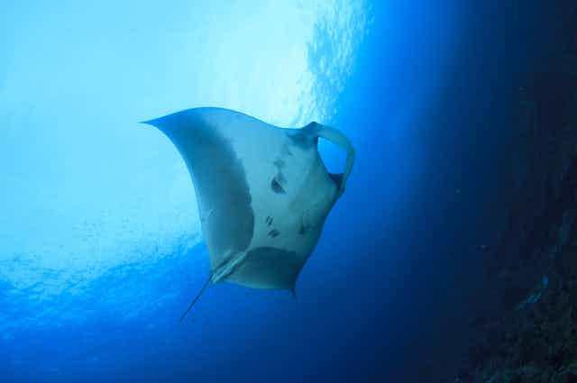 A manta ray swimming near the ocean surface.