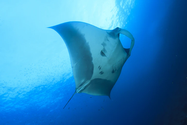 A manta ray swimming near the ocean surface.