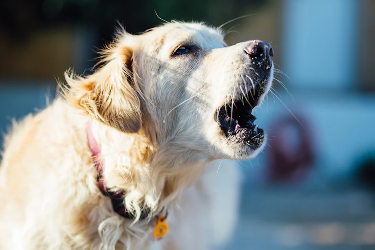 Medium shot of a dog barking outdoors.