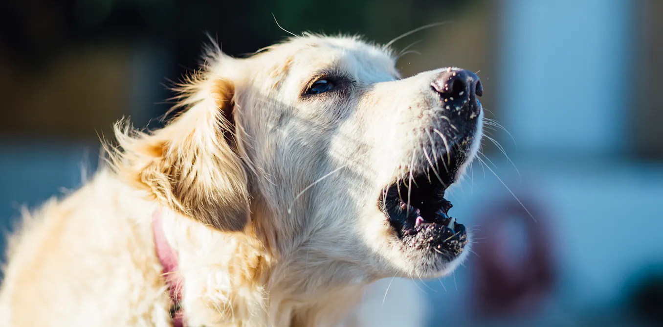 When Dogs Bark Are They Talking?