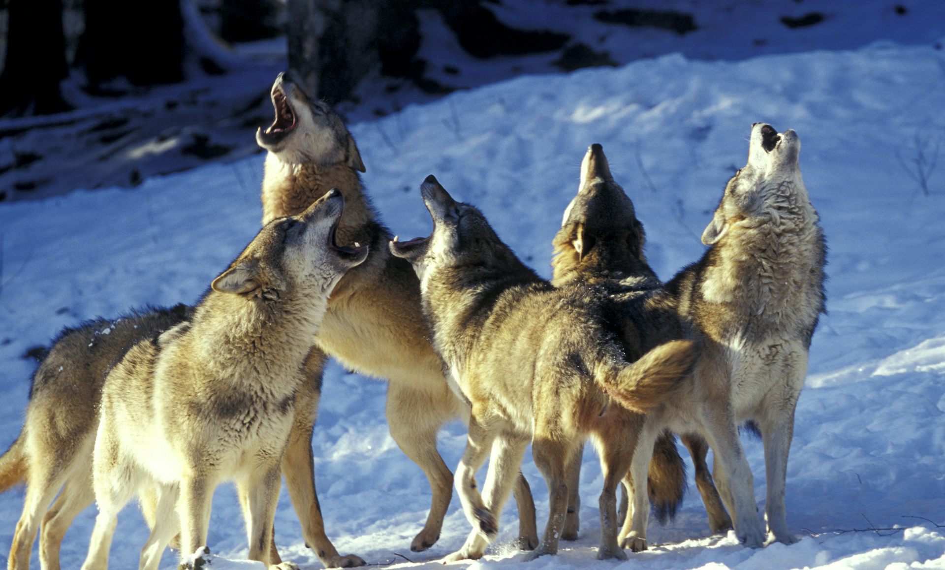 Five wolves howl together in the snow.