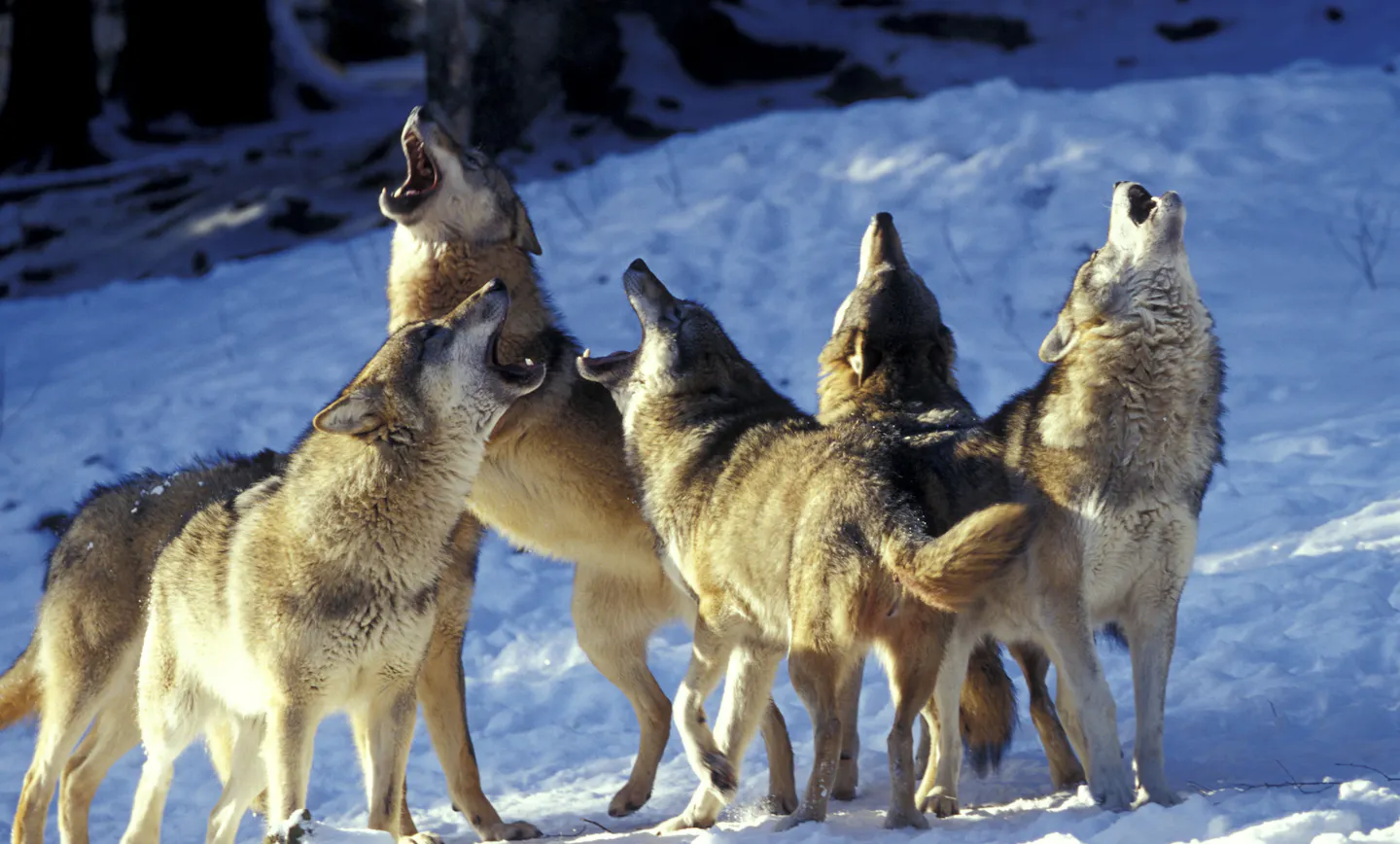 Wolves Communicate When dogs bark, are they using words to communicate? - The Daily Plainsman
