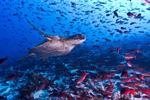 A turtle swims among a large number of fish