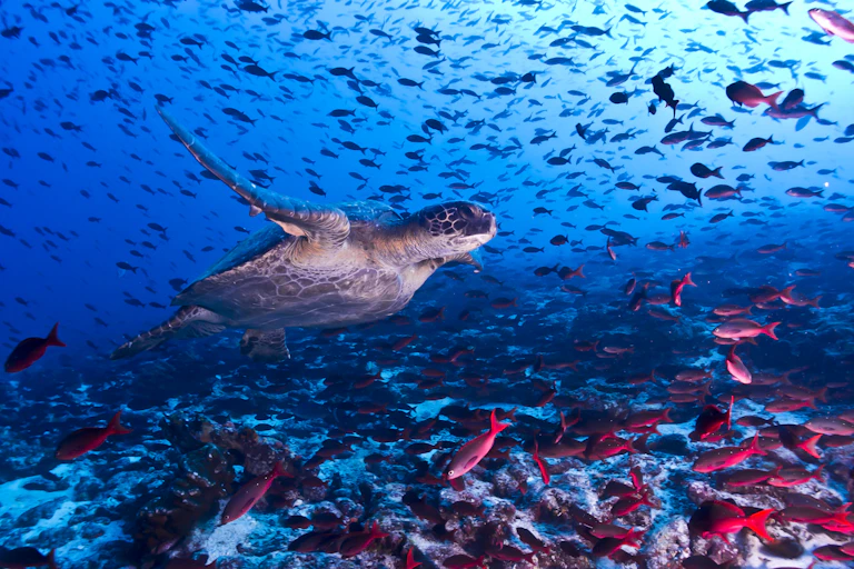 A turtle swims among a large number of fish