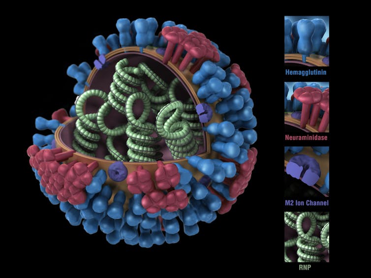 cross section of influenza virus showing RNA and surface proteins