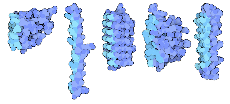 Diagrams of antifreeze protein molecules produced by fish and insects