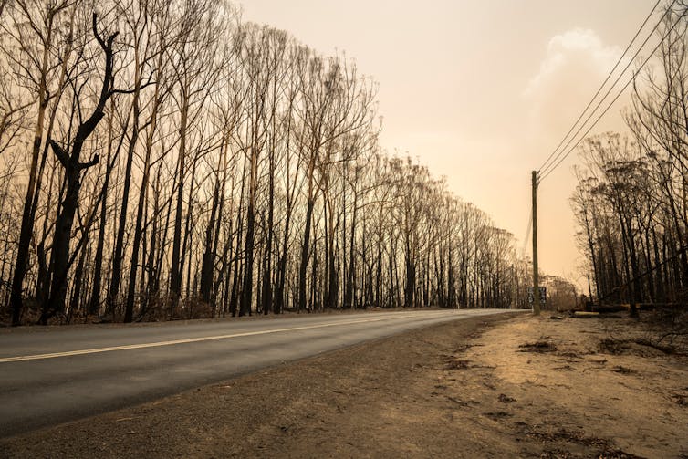 Burnt trees line a road