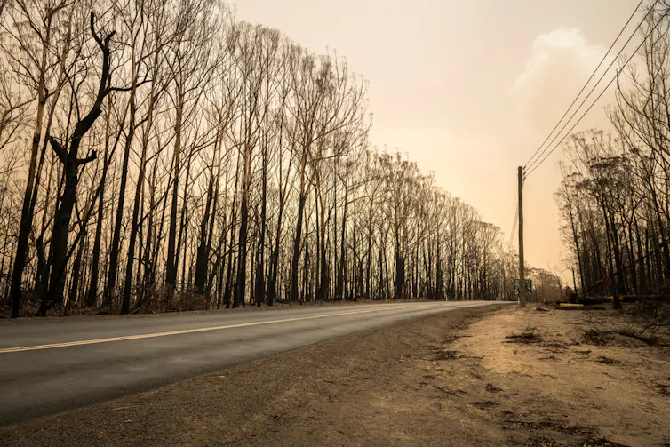 Burnt trees line a road