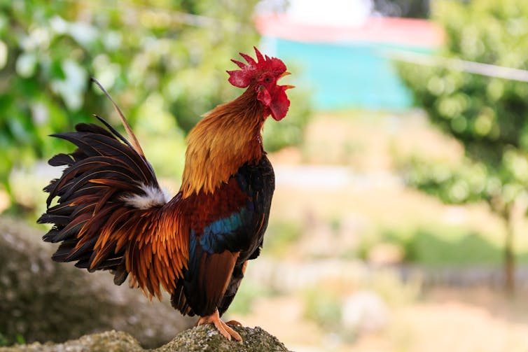 Rooster crowing outdoors